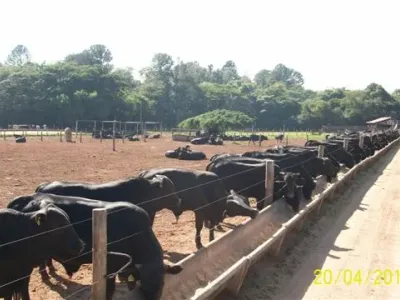 Fazenda — Alimentacao Gado Cocho Confinamento Racao