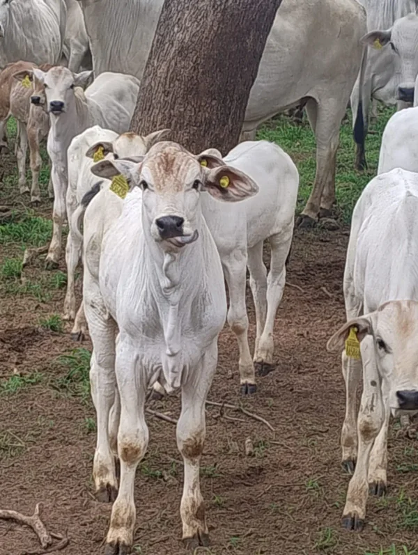 Gado Nelore — Bezerros Nelore 02