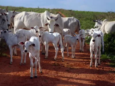 Fazenda — Bezerros Nelore Jovens Pastagem Verde