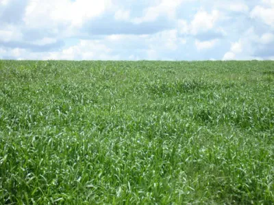 Agricultura — Campo Canavial Maduro Ceu Azul