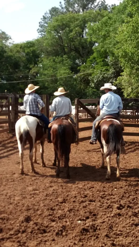 Colaboradores — Cavaleiros Estrada 02