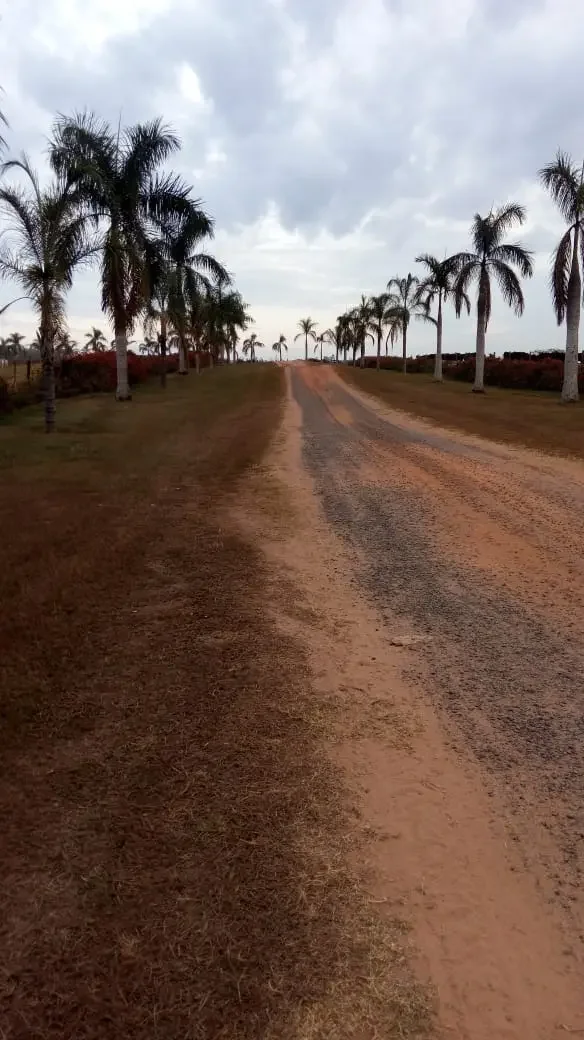 Paisagens — Estrada Palmeiras Dia