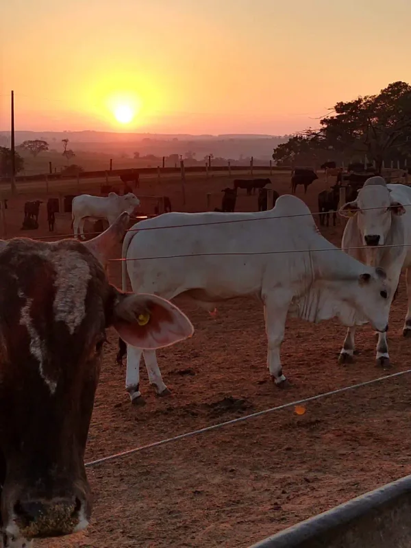 Gado Nelore — Gado Amanhecer Luz Dourada