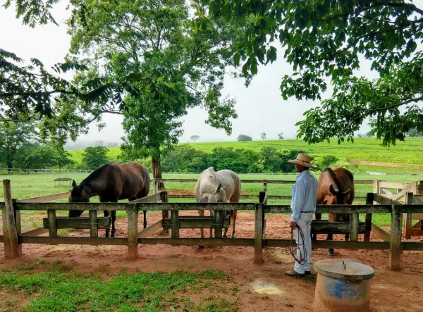 Colaboradores — Gado Curral Trabalho