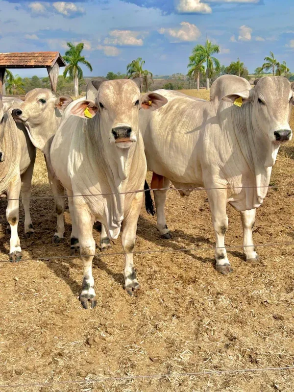 Gado Nelore — Gado Nelore Curral 01