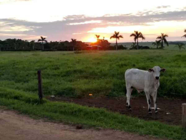 Gado Nelore — Gado Nelore Pasto 02