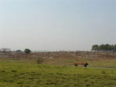 Fazenda — Gado Nelore Pasto Seco Paisagem Arida