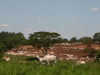 Fazenda — Gado Nelore Solo Vermelho Pastagem Seca