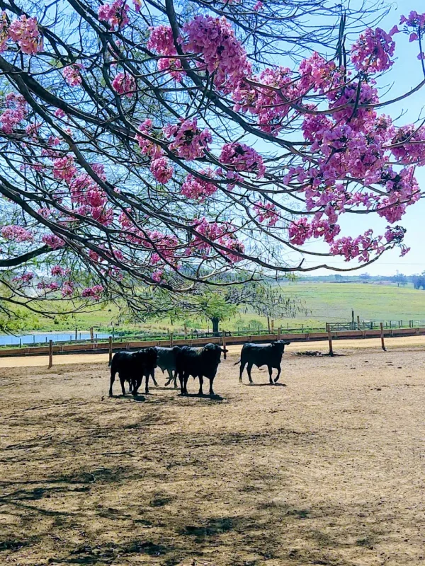 Gado Nelore — Gado Pasto Arvore Florida Rosa