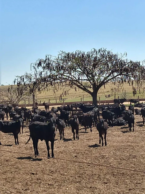 Gado Nelore — Gado Pasto Arvores Secas