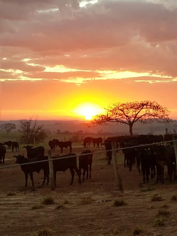 Gado Nelore — Gado Pasto Pordosol