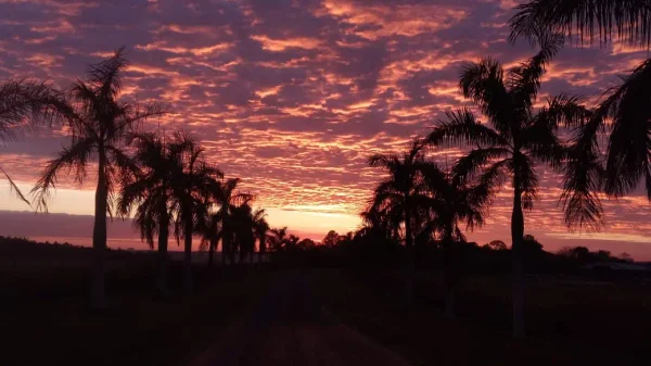 Paisagens — Gado Sombra Corredor