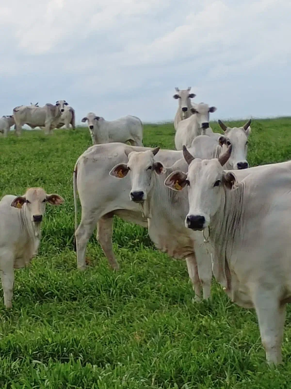 Gado Nelore — Gados