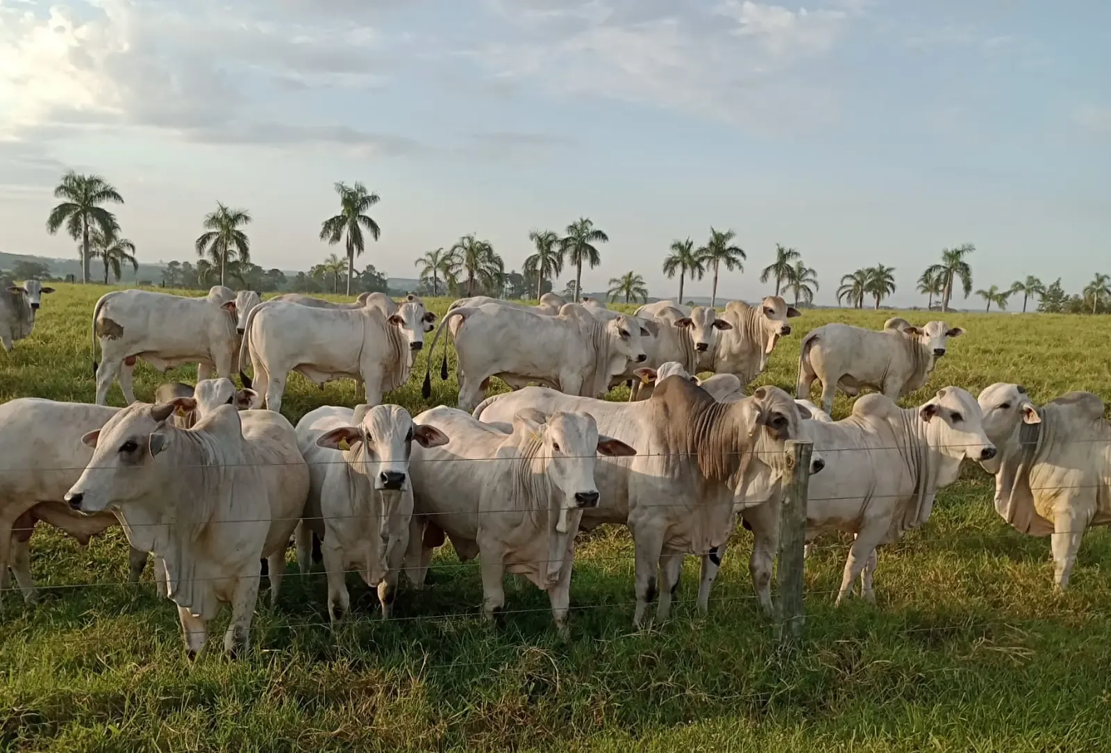 Gado de alta genética Fazenda Caramuru