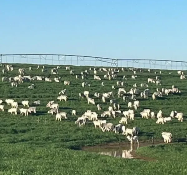 Gado Nelore — Gados03