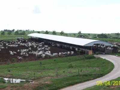 Infraestrutura — Galpao Confinamento Gado Corte Estrutura