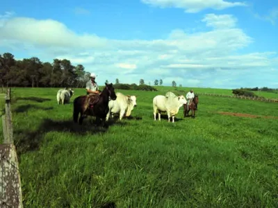 Fazenda — Grupo Nelore Pasto Verde Ceu Azul