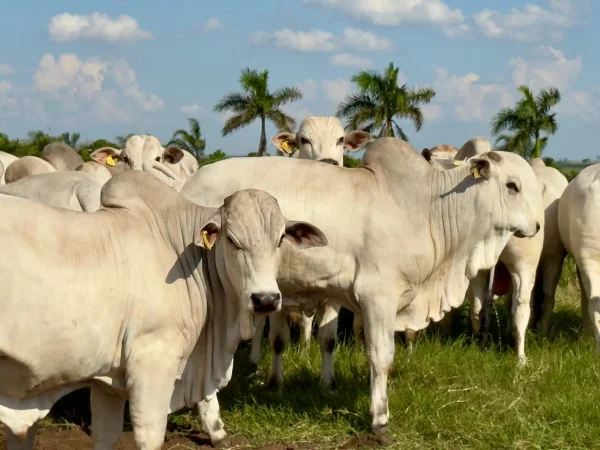Gado Nelore — Gado Nelore Pasto 01