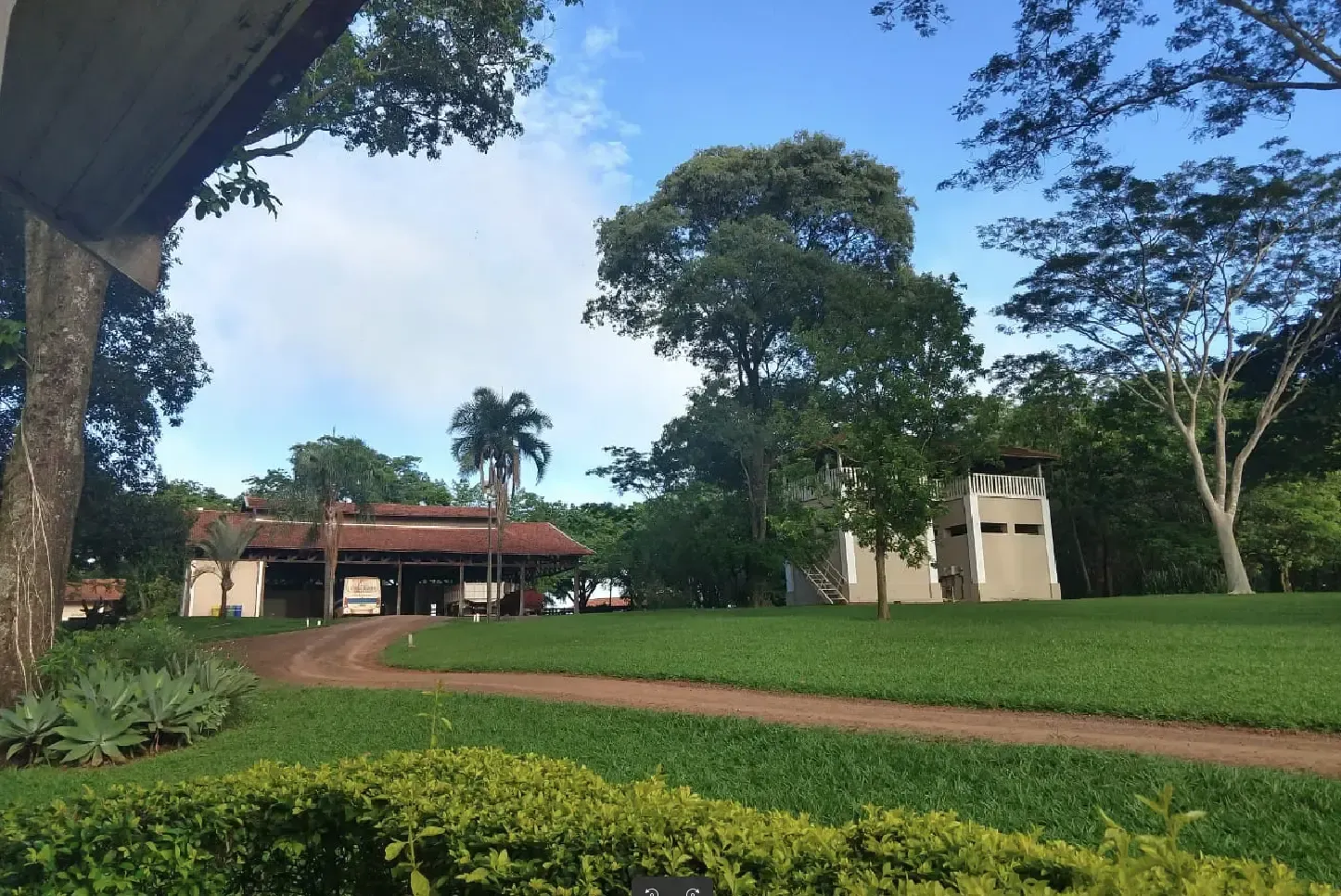 Gado pastando ao pôr do sol