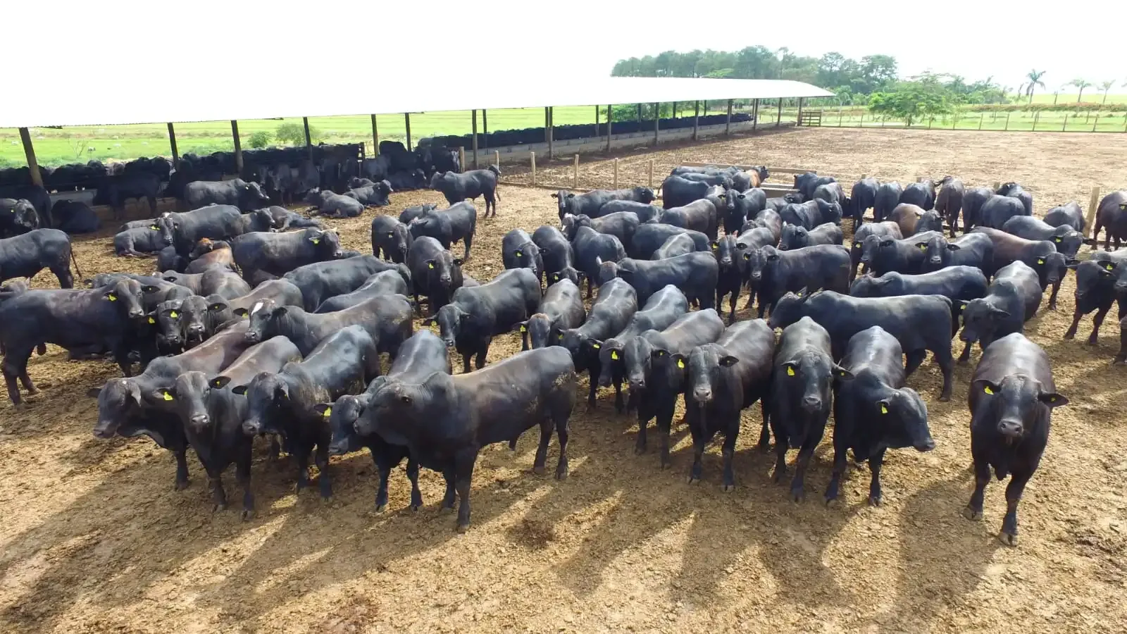 Pecuária de corte Fazenda Caramuru