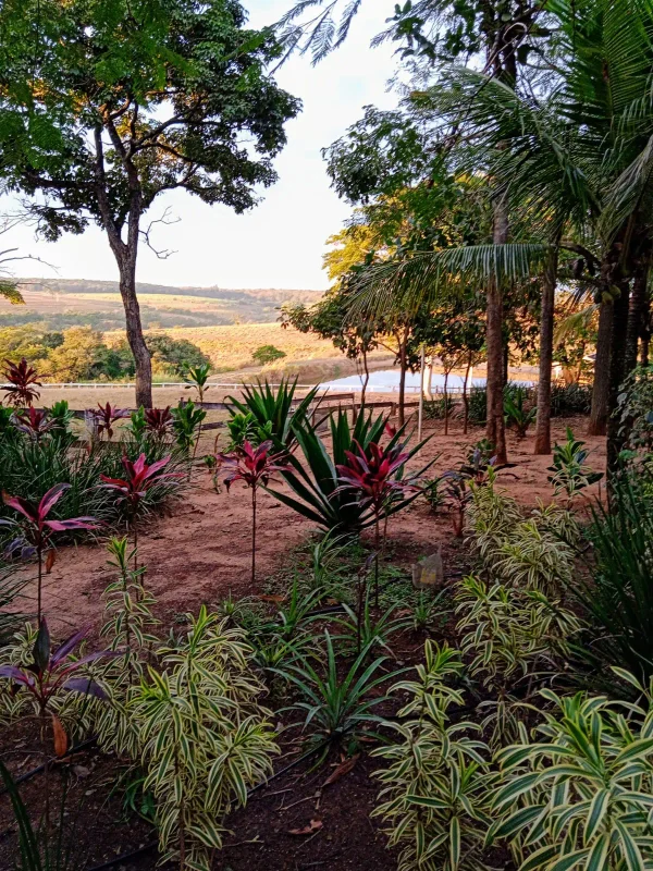 Paisagens — Jardim Plantas Tropicais