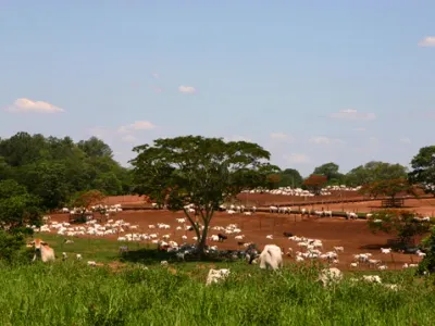 Fazenda — Manejo Gado Nelore Descanso Area Rural