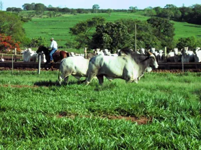 Fazenda — Manejo Gado Nelore Vaqueiros A Cavalo
