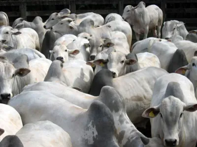 Fazenda — Nelore Agrupado Close Curral Manejo