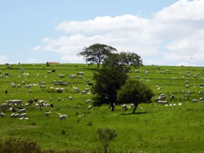 Fazenda — Nelore Pasto Extensivo Arvore Isolada