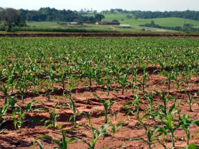 Agricultura — Paisagem Rural Plantacao Jovem Agricultura