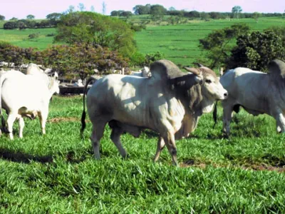 Fazenda — Perfil Gado Nelore Pastagem Verde Qualidade