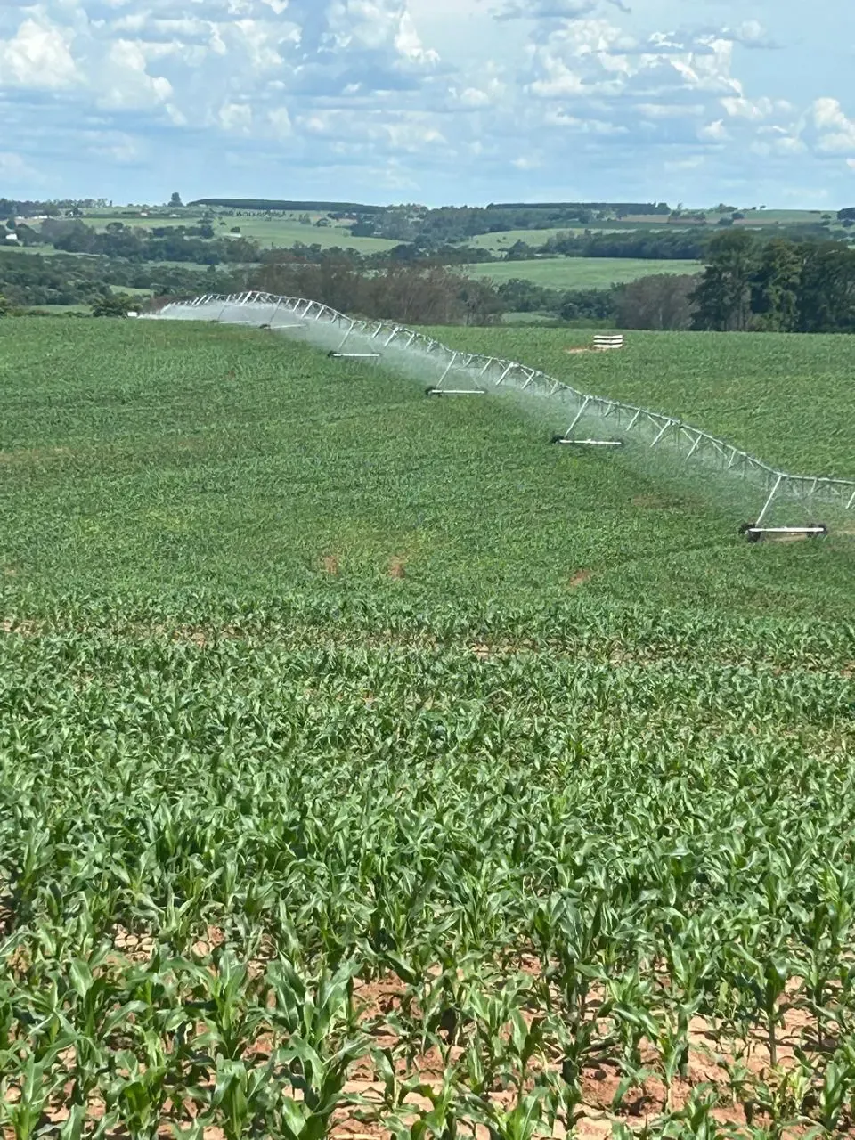 Plantação de alta produtividade Fazenda Caramuru
