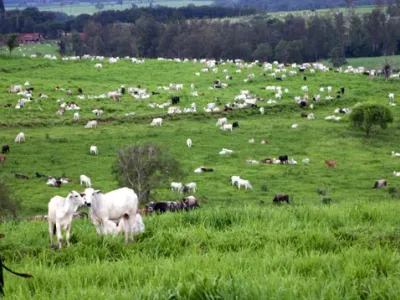 Fazenda — Rebanho Gado Nelore Pastagem Extensiva