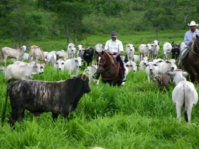 Fazenda — Vaqueiros Manejo Gado MestiÇO Pasto