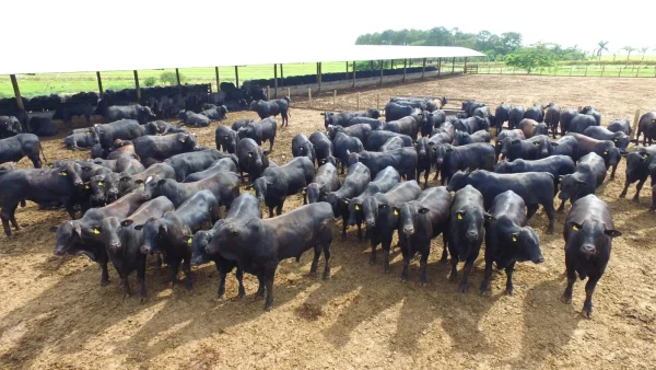 Gado Nelore — Vista Aerea Gado Curral